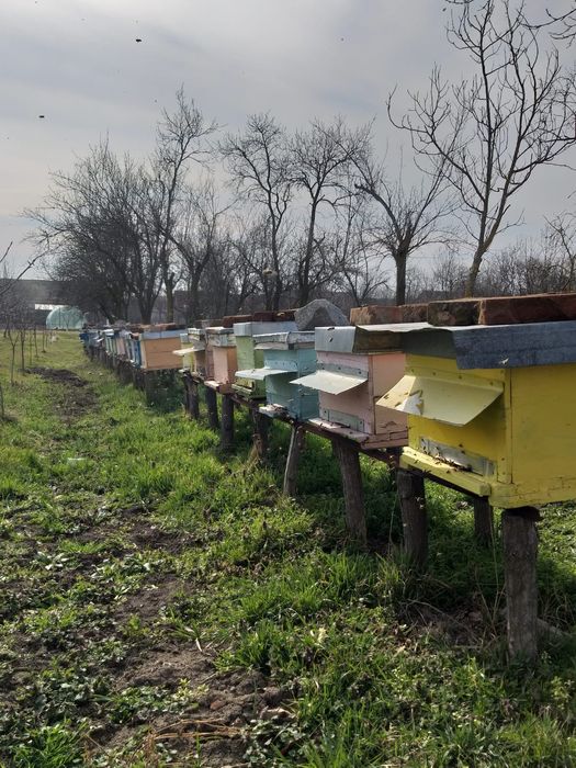 Vând familii de albine