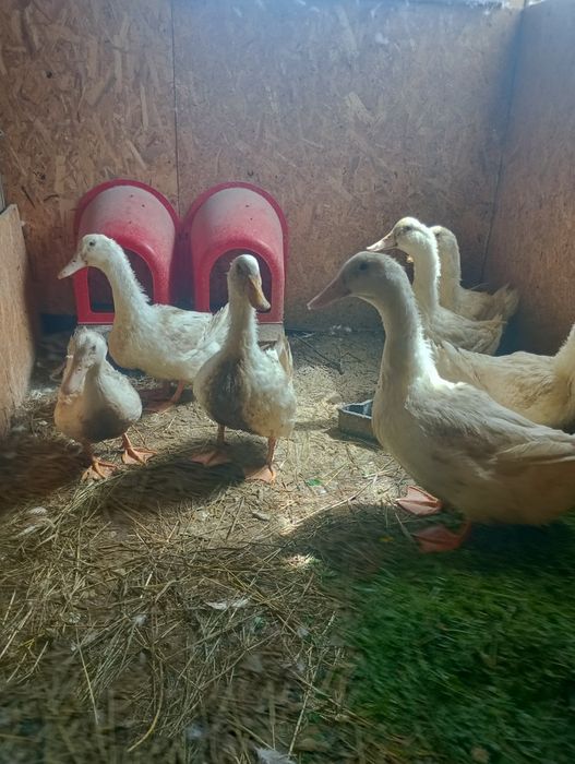 Familie rate pekin de vanzare