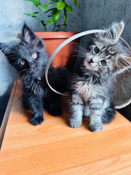 Продам котят Мейн-куны
