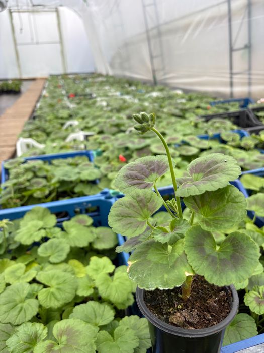 Мушкато за балкон, градина и саксии – свежи и здрави растения