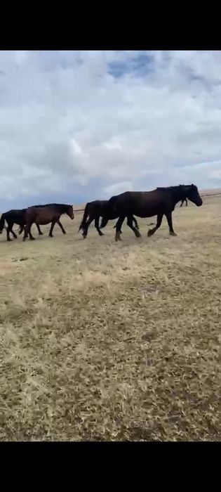 Продам новоалтайских кабыл