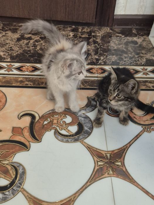 Отдам милых котят