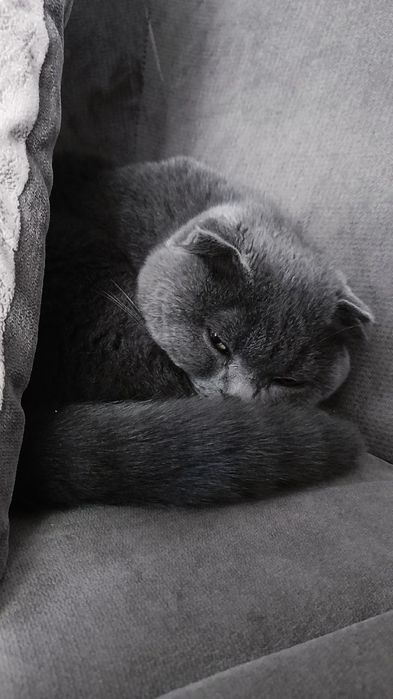 Породистая кошка
