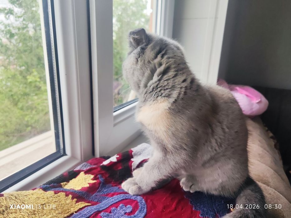 Продаётся котёнок - скотиш фолд