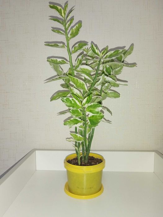 Продам комнатные цветы