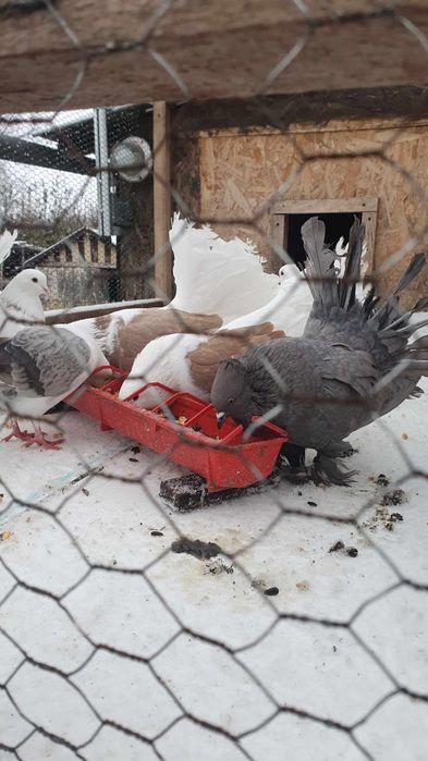 Vand porumbei Curcani motati si incaltati