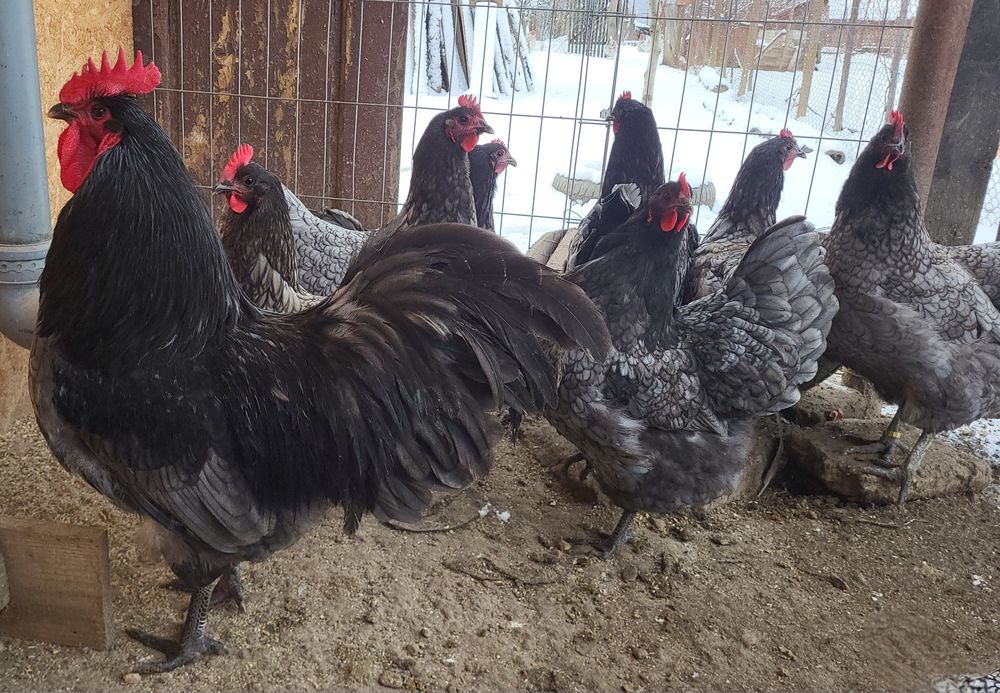 Ouă incubat Australorp si New Hampshire