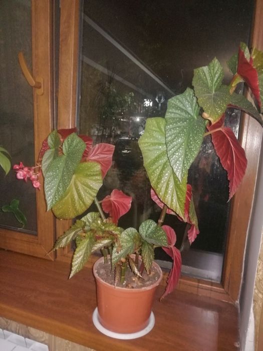 Цветы комнатные продам излишки