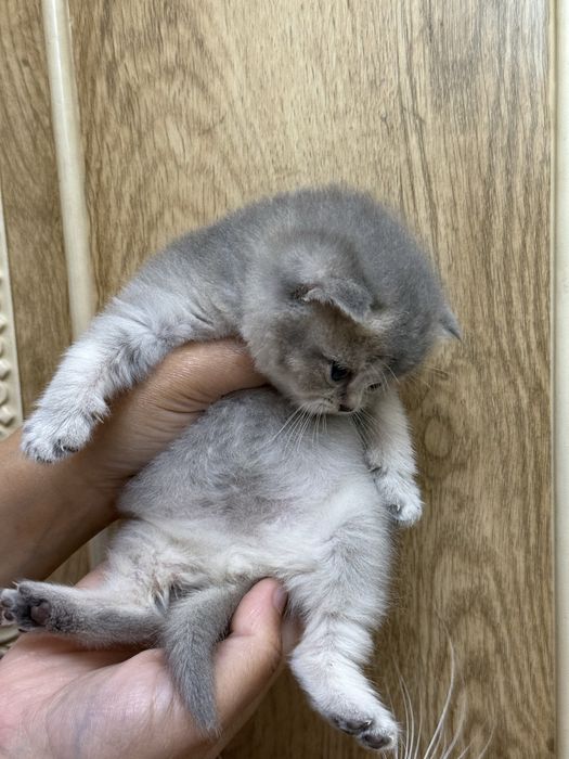 britanskiy toza qon mushuk mushukcha британский котенок britain kitten