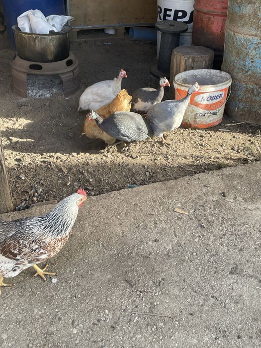 Vand /schimb bibilica-mascul