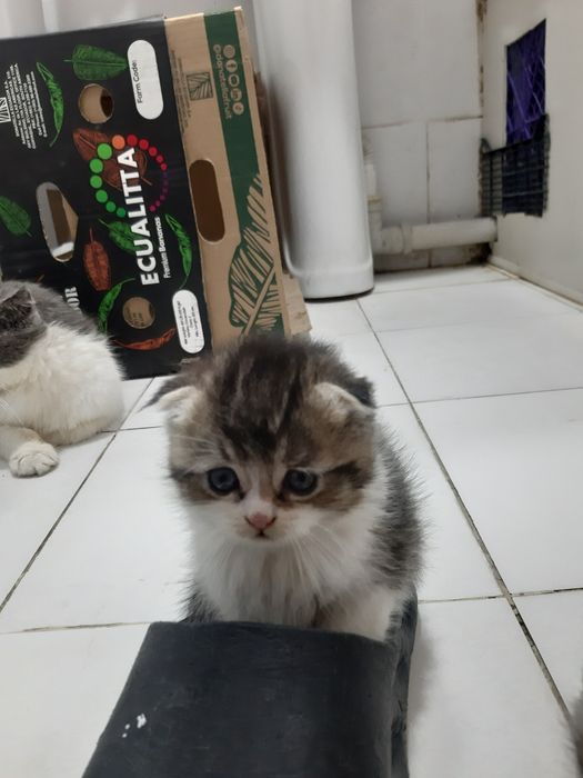 Skotsh fold mushuk sotiladi  4 ta bolasi bor ularniyam sotamiz