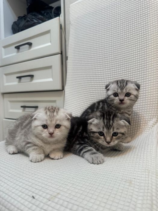 Шотландские вислоушки!