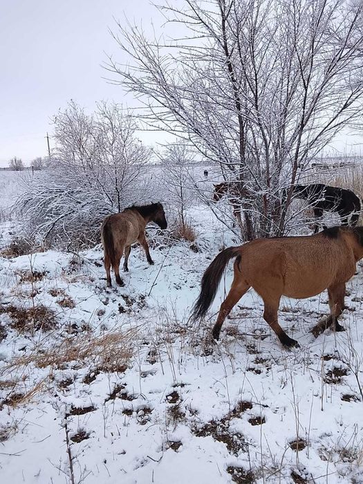 Буаз бие таймен бірге сатылады