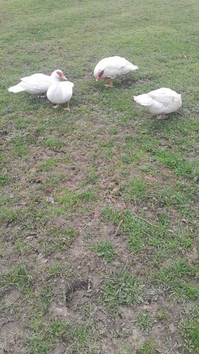 Vand rate lesesti, curcani, cocosi si gaini