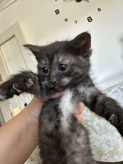 Котята добрым любящим хозяевам