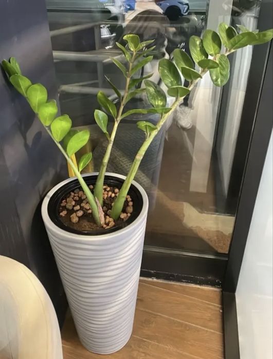 Продам денежное дерево