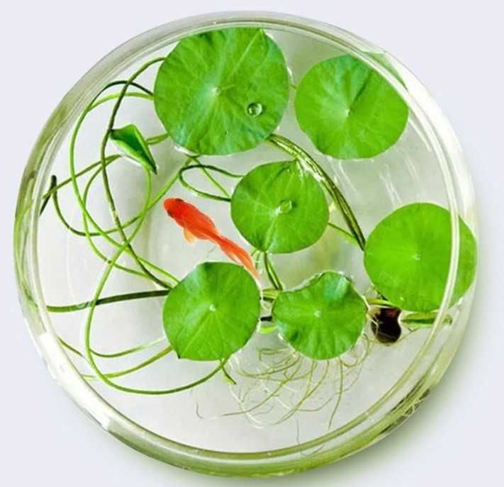 Seminte de lotus Nelumbo nucifera