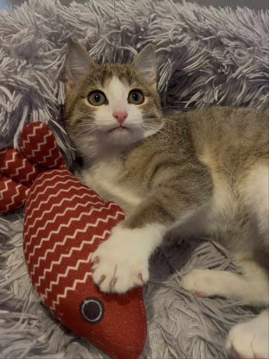Котенок (читать описание)