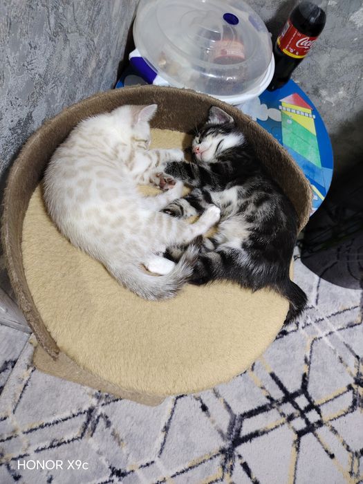 Продаётся Бенгальские Котята Новогодняя акция