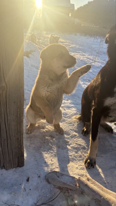 Щенки Щенки бездомыши