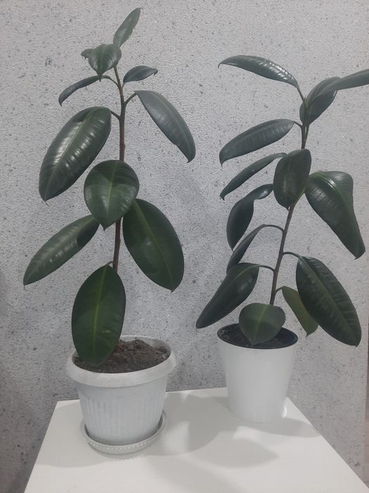 Продам комнатные фикусы