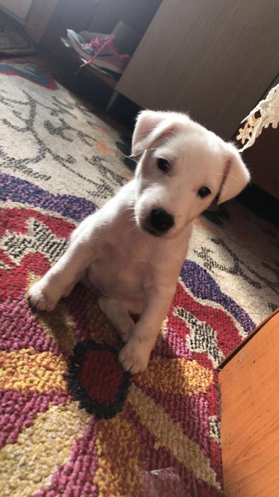 Vând ce se vede in imagine