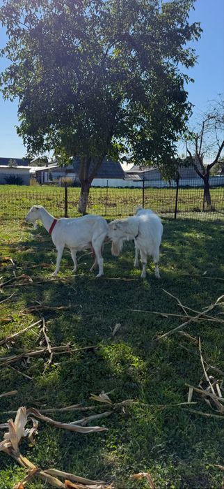 Tap rasa Sannen fara coarne bun de prasila