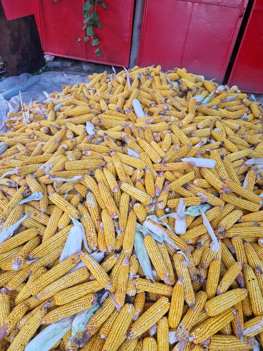 Porumb boabe sau stiulete