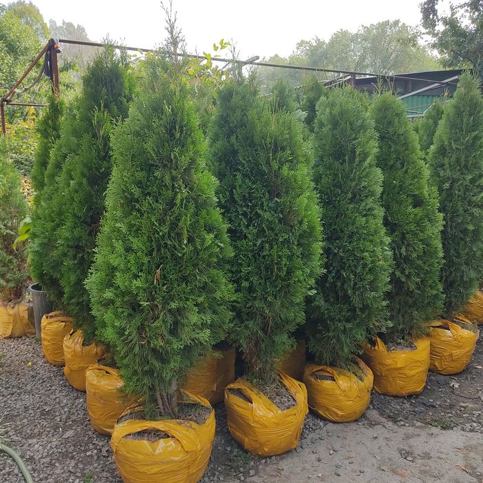 Колоновидные туи Смаранд