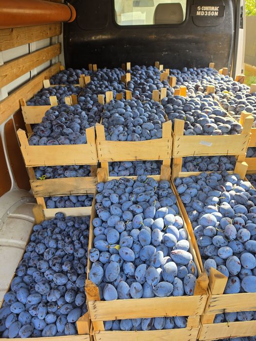 Prune consum si tuica