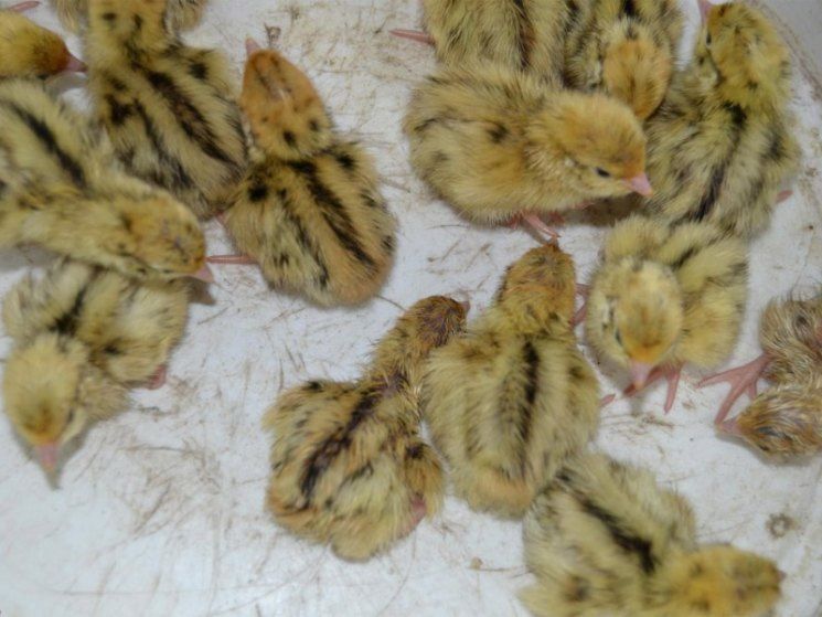 Перепелята от суточных до несушек.