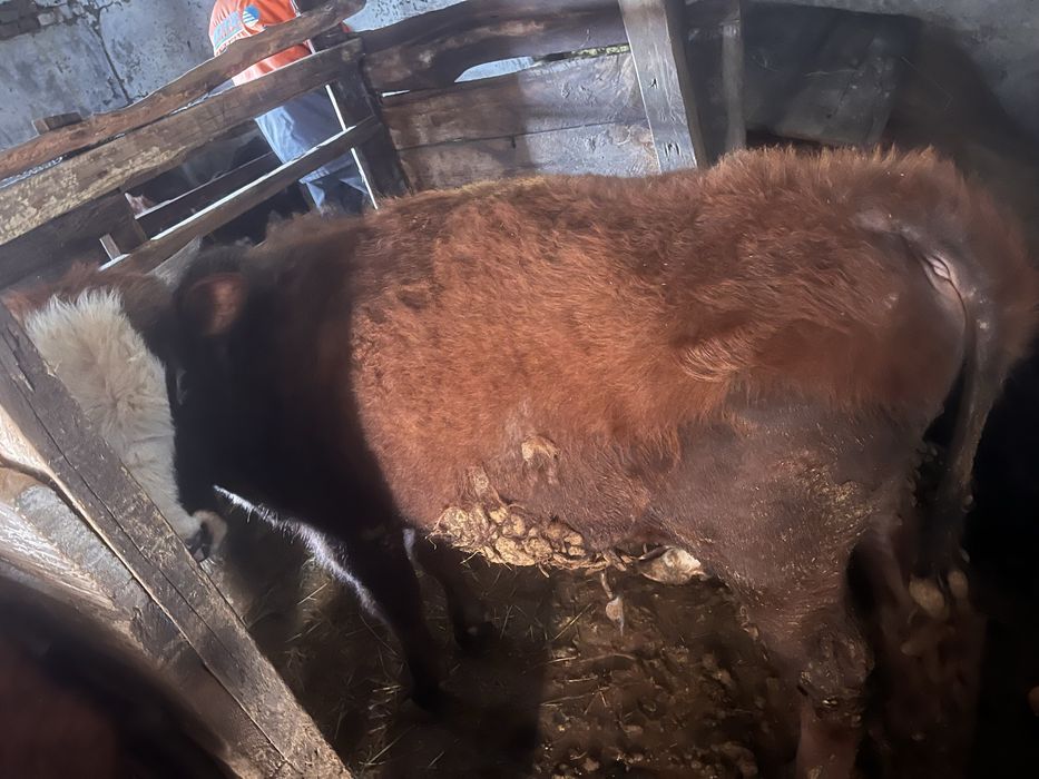 Бычок год и 3 месяца