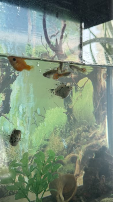 Продам аквариум на 50мл