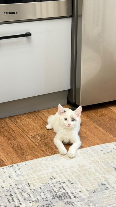 Отдам котенка в добрые руки