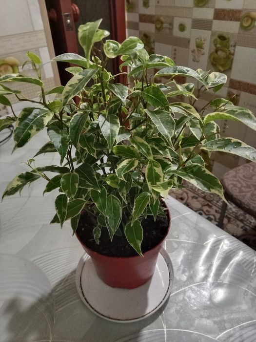 Фикус Бенджамин сорт Кинки