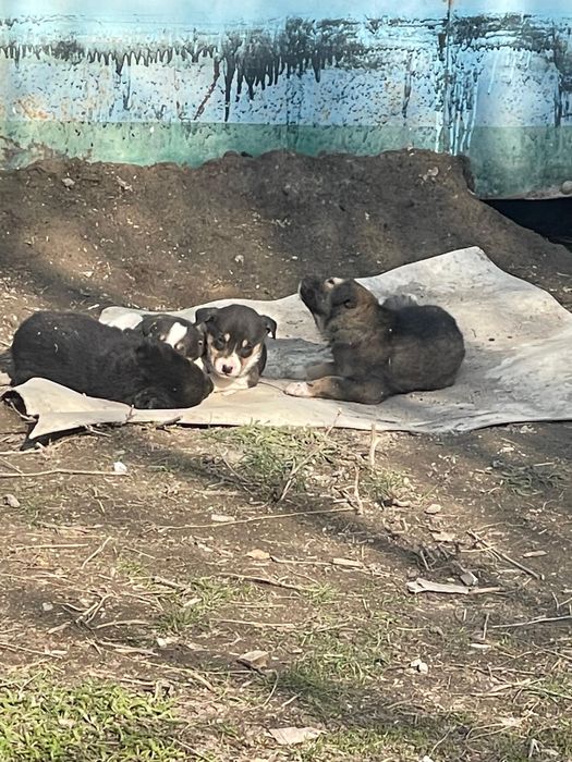 Отдадим щенков в хорошие руки! Порода двортерьеры!