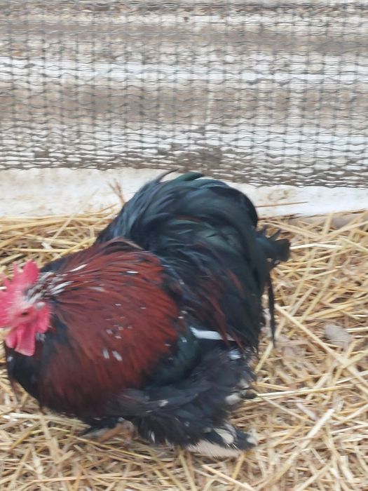 Vand sau schimb Cocos cochinchina pitic  10 luni