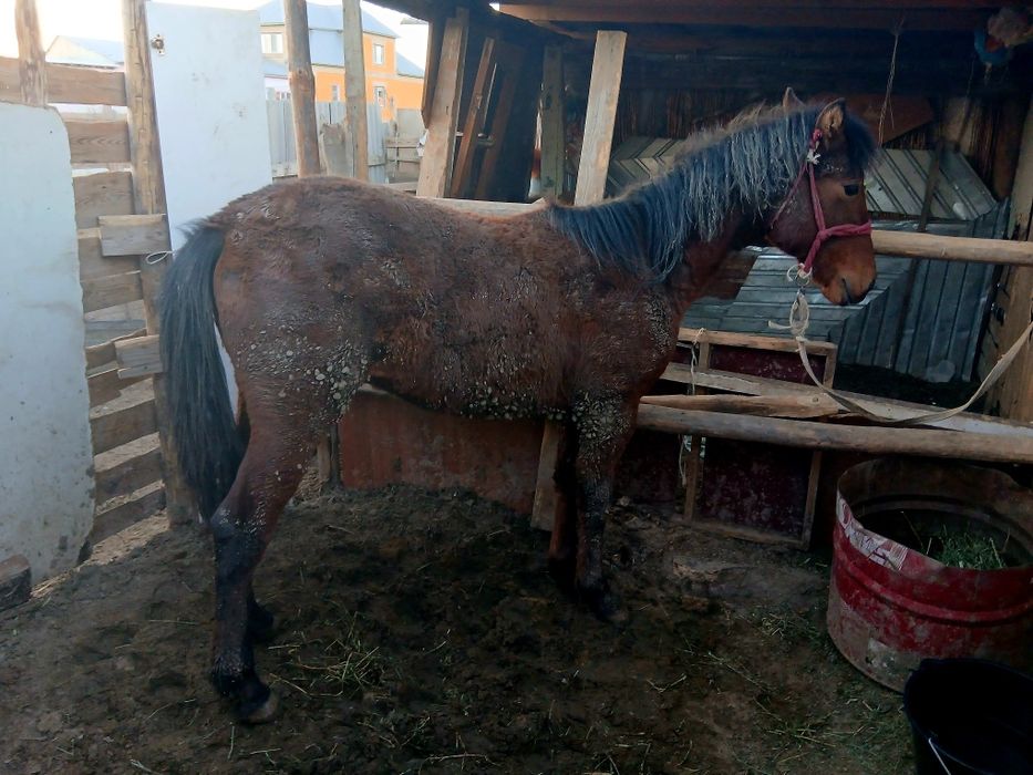 Тай сатылады     .