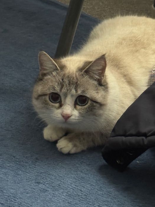 Очень красивая, игривая, ходит в лоток.