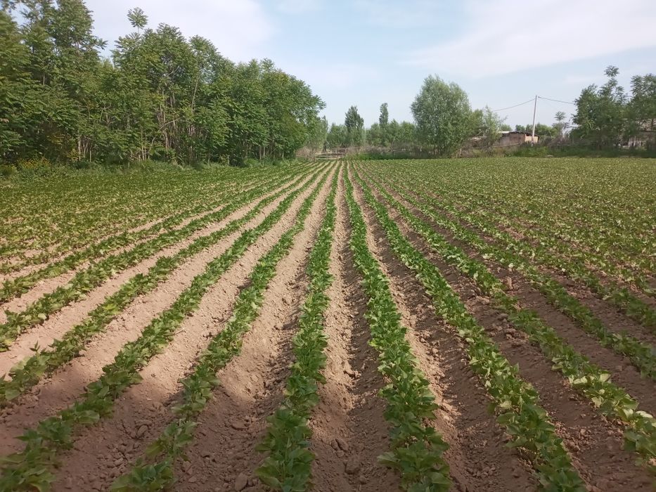 Boka tumani МФИ дехқончилик чорвочиликка қулаи  жои