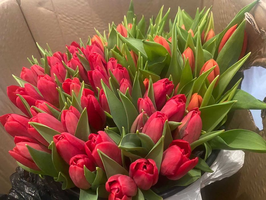 Тюльпаны склад Голландия Беларусь