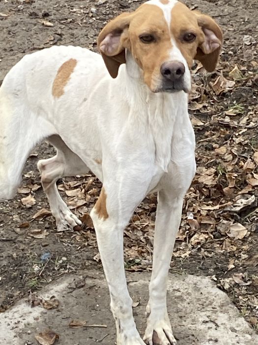 Продам сабаку пойнтер