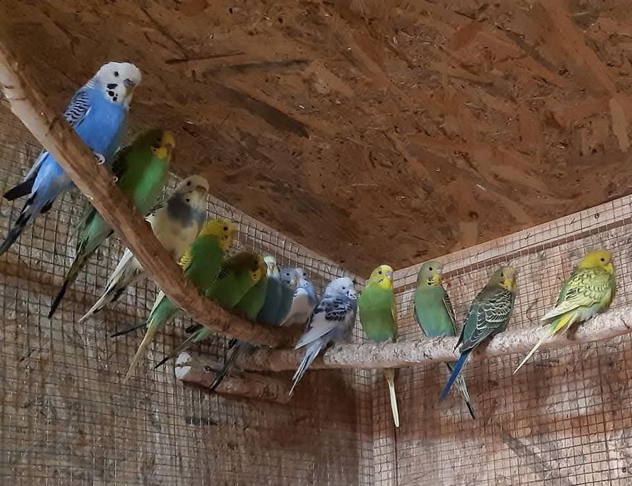 Vand perusi  tineri si maturi