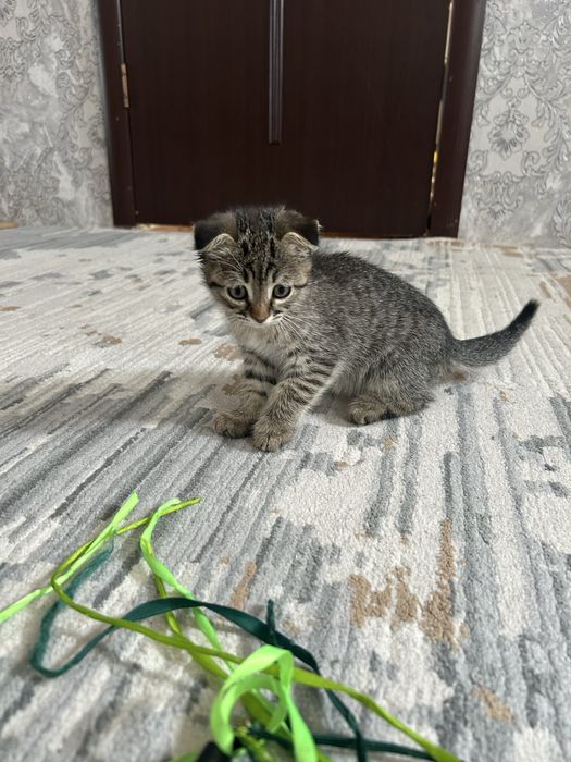 Котик мальчик ждет вас