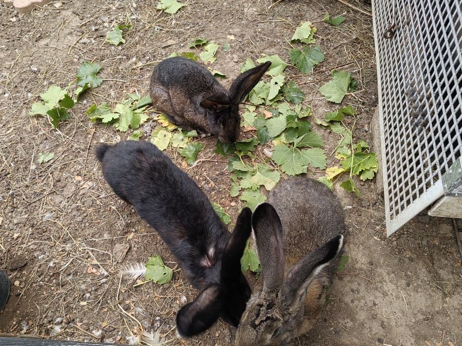 Iepuri uriaș german