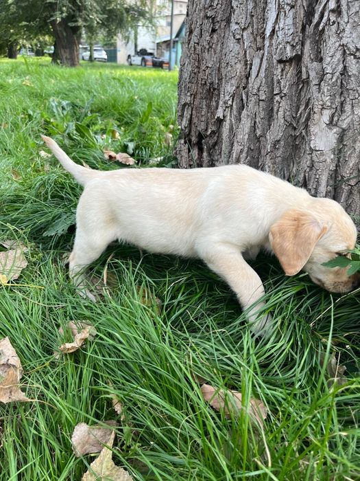 Продам щенка лабрадора