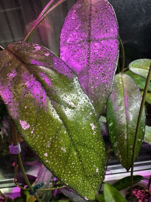 Хойя (укорененные, на срез)