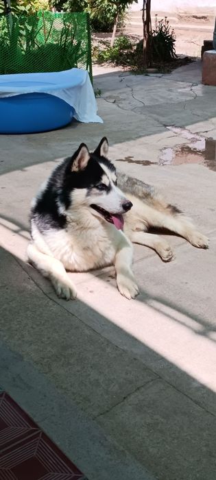 Сибирский хаски продается не дорого.