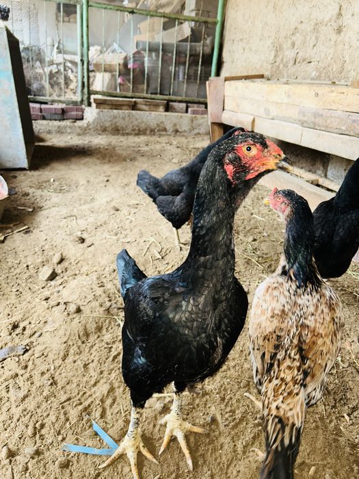 Дакан тауыктар бар сатылады 4шт бар