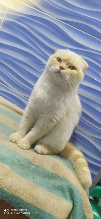 Шатланский фолд Shatlanskiy fold